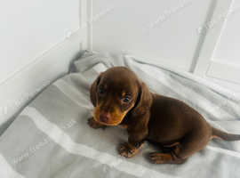 KC Reg Minature Dachunds