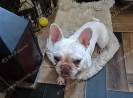 White female frenchie