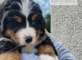 Tri-colour Bernedoodle Puppies