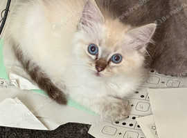 PEDIGREE rare RAGDOLLS ready now insured and chipped.