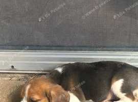 Fact litter Beagle puppies