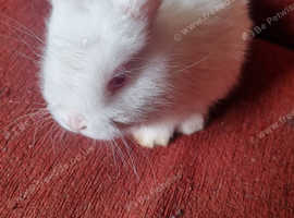 Baby rabbits for sale