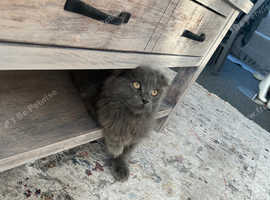 Maine coon blue x kitten