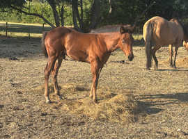 Pure bred QH colt foal