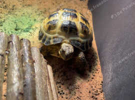 3 Year old horsfield tortoise