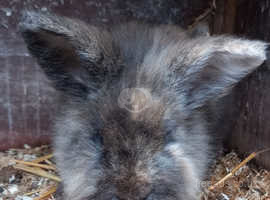 Lion head male rabbit 1 years old aprox