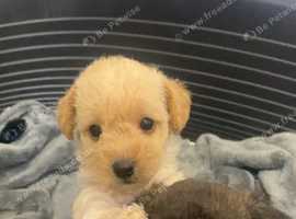 Stunning litter Jackapoo puppies ready soon