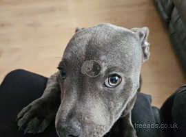 7 Month old Staffy needs rehoming