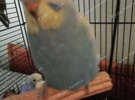 Baby budgies for sale
