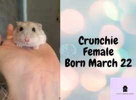 Lovely Crunchie - Born March 22