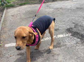 SOLD!!! Pending collection. Red fox Labrador retriever for sale !!