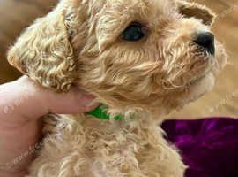 Beautiful loving Cavapoochon's