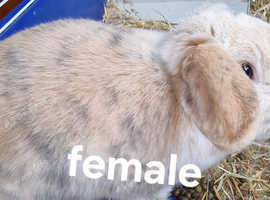 2 males and 2 females