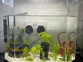 50+ shrimp with tank and filter