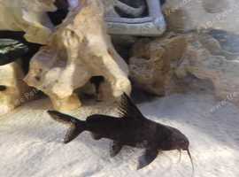 Mixed malawi cichlids