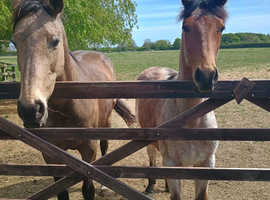 Bay varnish colt rising 1yo