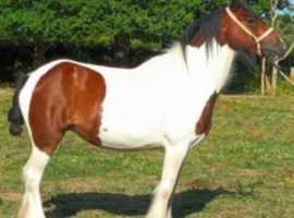 Cob mare
