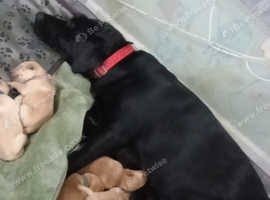 Stunning adorable Labrador retriever puppies