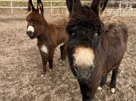 Jenny donkeys x3