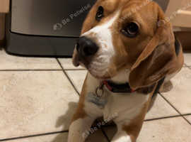 Beagle cross best sale for sale