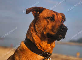 Belgian Malinois x Rottweiler puppies 14 weeks old ready to go
