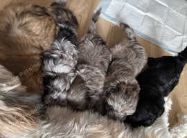 F2 Lhasapoo puppies