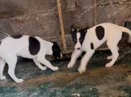 Australian cattle dog x greyhound
