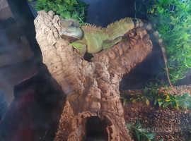 Male Chinese water dragon