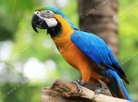 Wanted macaw hatching eggs