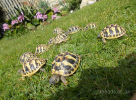 Hermann's and Spur-thighed tortoises