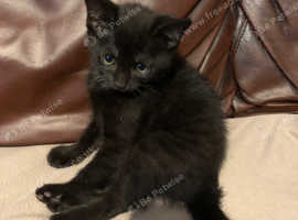 Female Kitten Cute