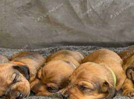 KC Miniature Dachshund (Shaded Red)