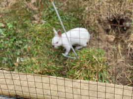Himalayan babies for sale