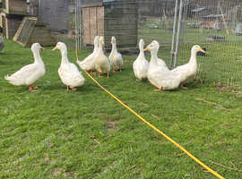 Aylesbury Drakes looking for new  from Exhibition Bloodlines