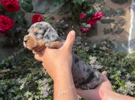 Outstanding Miniature PRA clear Dachshund puppies