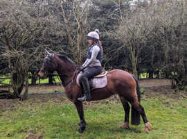 13.3hh Bay Mare For sale