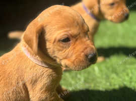 Fox Red Labrador Puppies