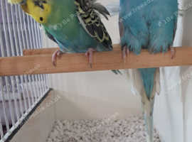 Bonded Pair of Helicopter Budgies