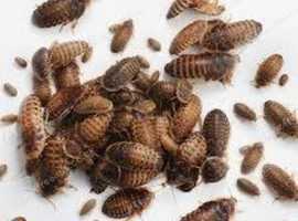 Dubai Roach Colony