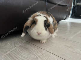 Rabbit (Coco)  & full set up