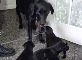 8 Black Lab x Collie-Lurcher Puppies