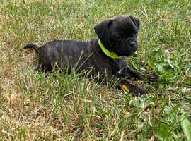 Gorgeous jug puppies ready to leave now !!!