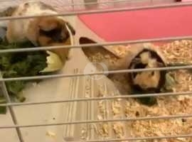 Bonded pair of guinea pigs looking for forever home