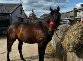 16hh Bay Thoroughbred Gelding