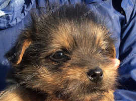 Norfolk terrier puppies Last Boy Available