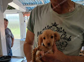 4 beautiful cockapoo pups ready to go to their forever homes