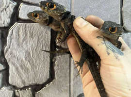 Red Eyed Crocodile Skinks at Birmingham Reptiles