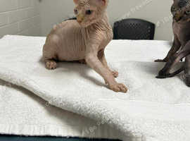 Canadian Sphynx kitten