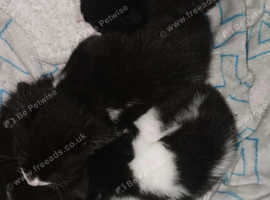 Kittens