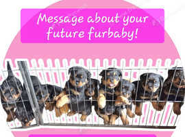 KC REGISTERED Beautiful Rottweiler Puppies